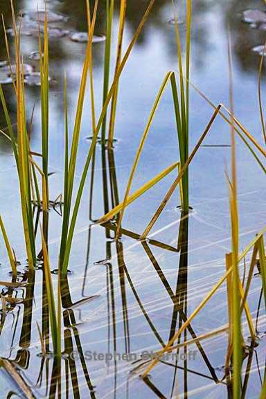 lakeshore grass 5 graphic